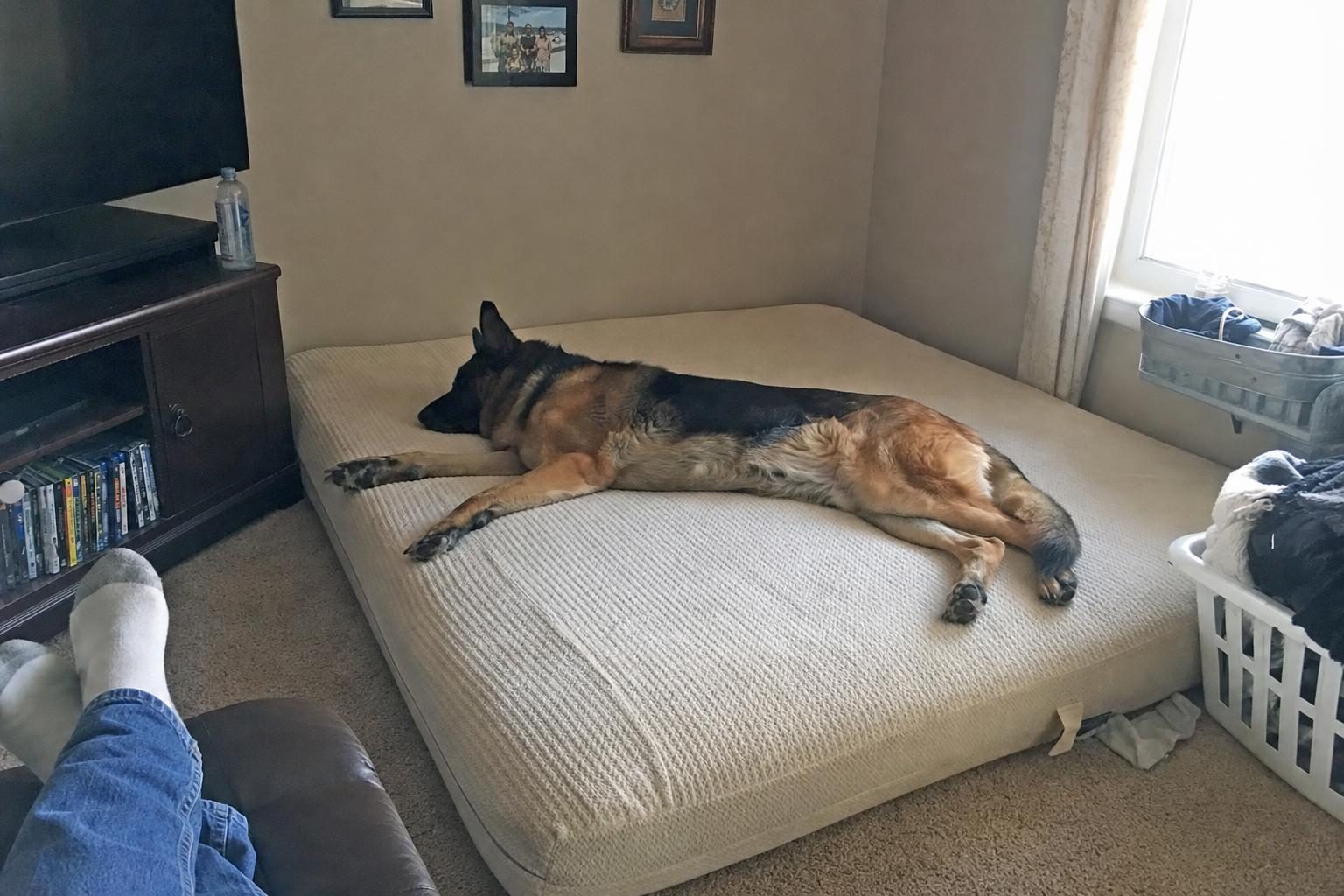 Tank the German shepherd on the enormous Big Barker bed