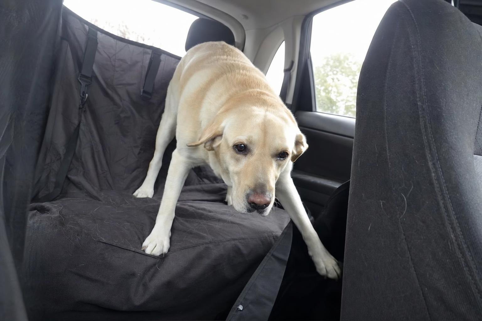 A Labrador standing unsteadily on a slippery hammock seat cover