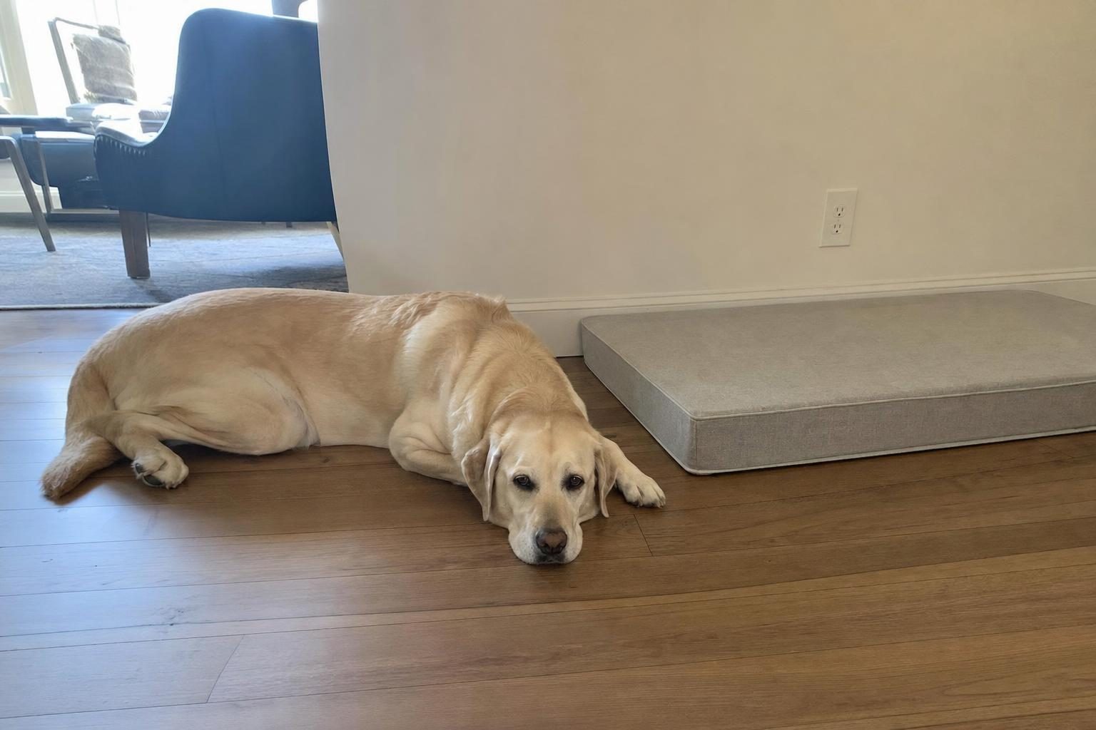 Moose lying on the floor next to the Casper bed