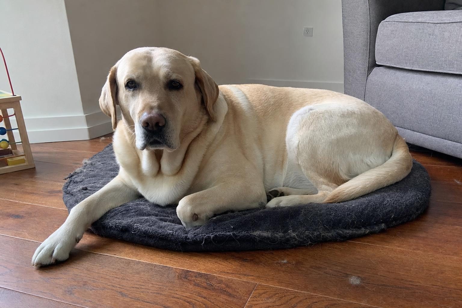 A Labrador lying on a flattened dog bed