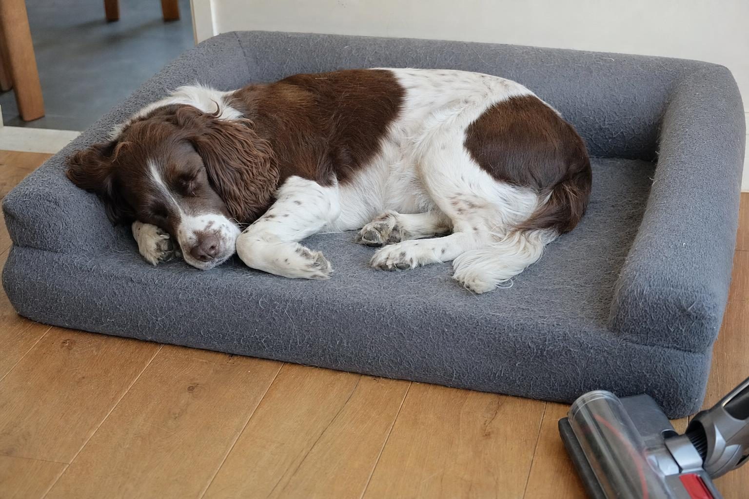 Spaniel on the PetFusion bed, hair visible on the gray cover